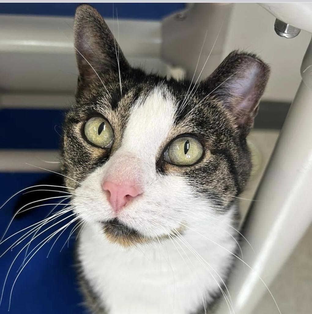 Harley, an adoptable Domestic Short Hair in Ontario, OR, 97914 | Photo Image 2