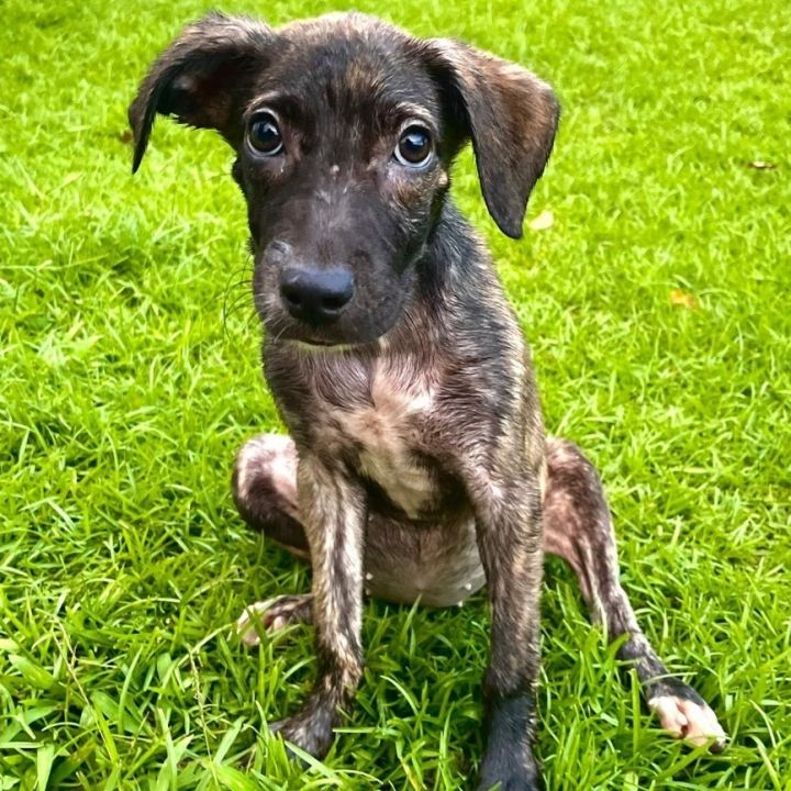 Whippet store corgi mix