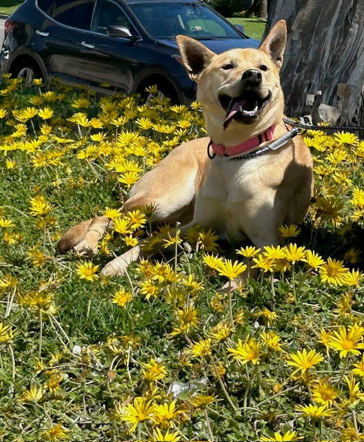 Wasabi, an adoptable Jindo in Costa Mesa, CA, 92627 | Photo Image 1