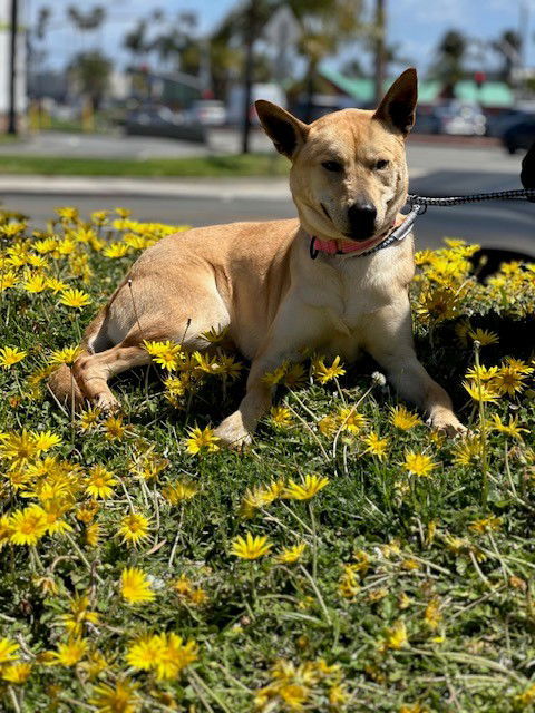 Wasabi, an adoptable Jindo in Costa Mesa, CA, 92627 | Photo Image 2