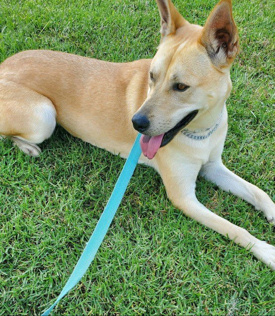 Wasabi, an adoptable Jindo in Costa Mesa, CA, 92627 | Photo Image 3