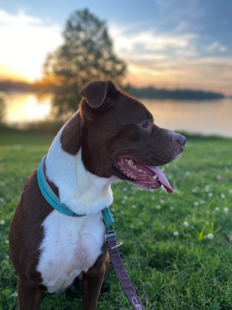 Parker, an adoptable Pit Bull Terrier in Henderson, KY, 42420 | Photo Image 2