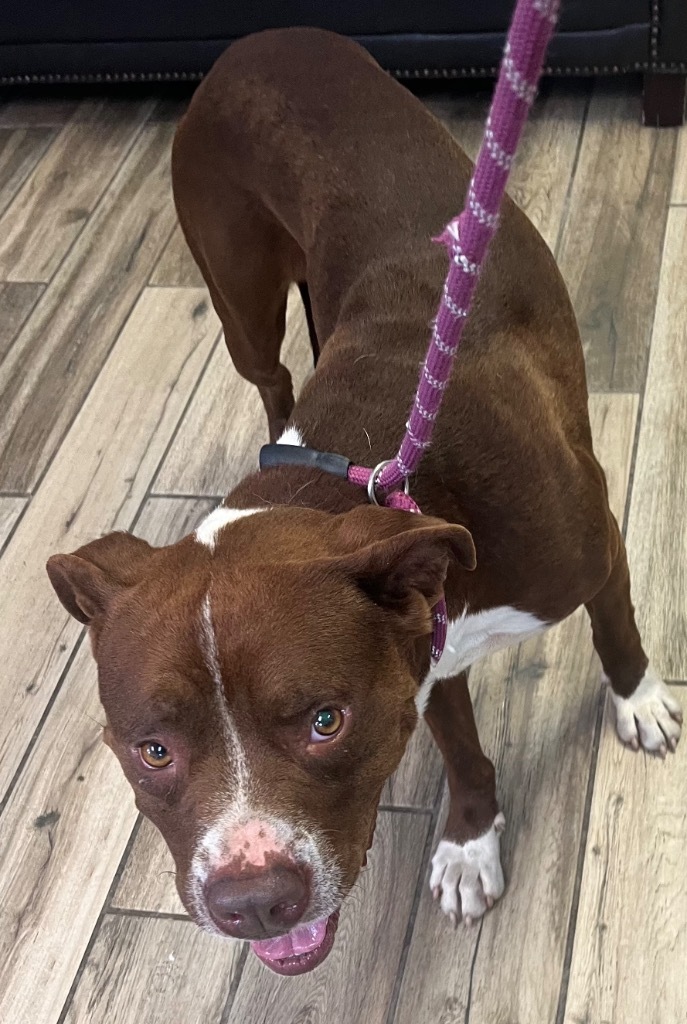 Parker, an adoptable Pit Bull Terrier in Henderson, KY, 42420 | Photo Image 3