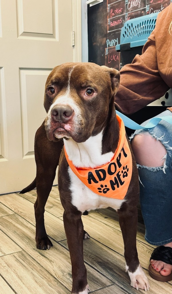 Parker, an adoptable Pit Bull Terrier in Henderson, KY, 42420 | Photo Image 1