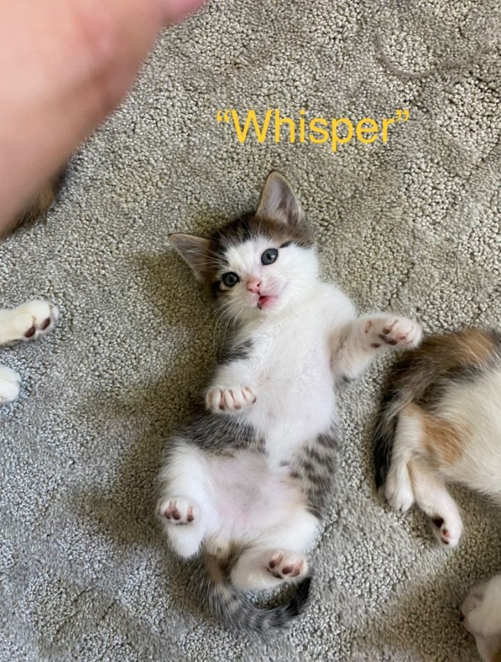 Whisper, an adopted Domestic Short Hair in Oceanside, CA_image-3