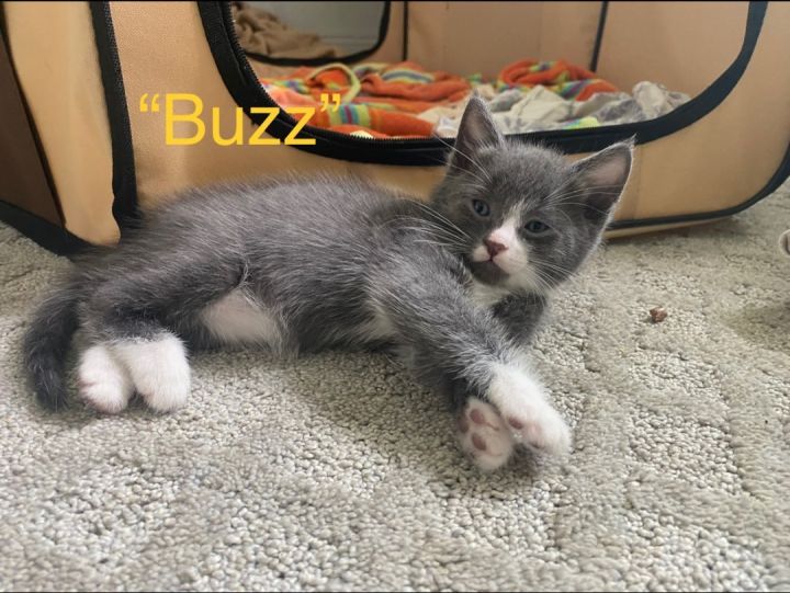 Buzz, an adopted Domestic Short Hair in Oceanside, CA_image-1