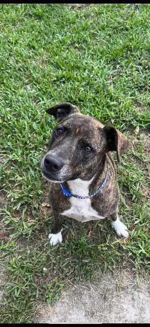 Hanny Mountain Cur Dog