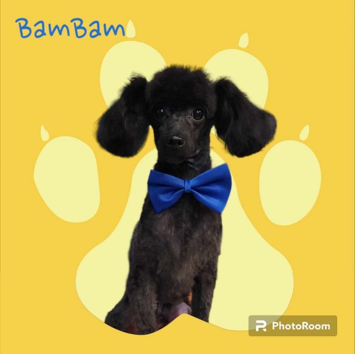 Bam Bam, an adoptable Poodle in Louisville, KY_image-3