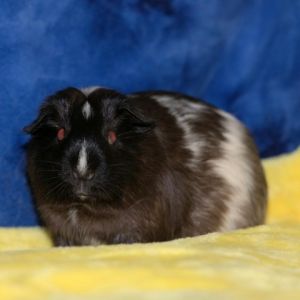Im Sandy a 1 year old American female guinea pig that was rescued from a local