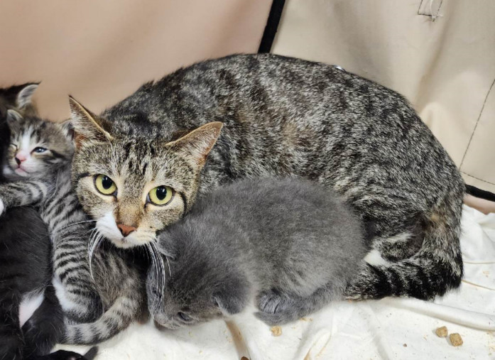 Mama Rita, an adoptable Domestic Short Hair in Virginia Beach, VA, 23455 | Photo Image 1