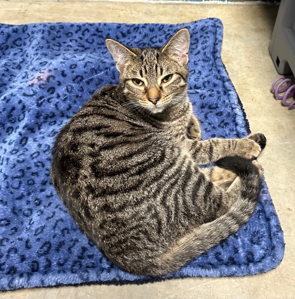 Cat for adoption Icabod, a Domestic Short Hair in Defiance, OH