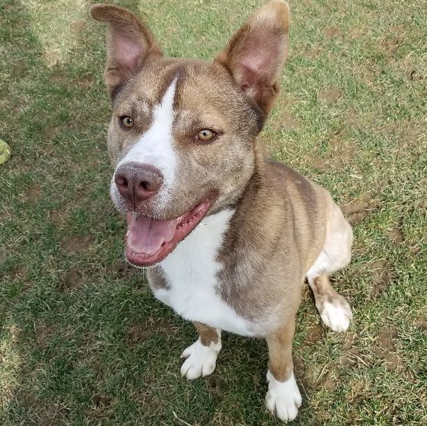 Dog for adoption Jasper 173861 AVAILABLE FOR ADOPTION, a Husky Mix in