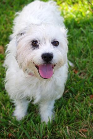 Hi my name is Snoopy I am about 65 years old and weigh 28 pounds A nice lady found me