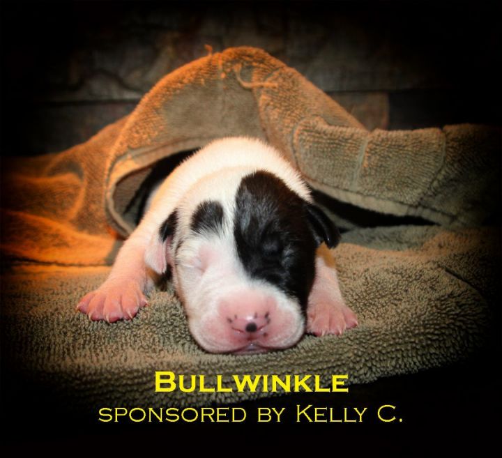Bullwinkle 1