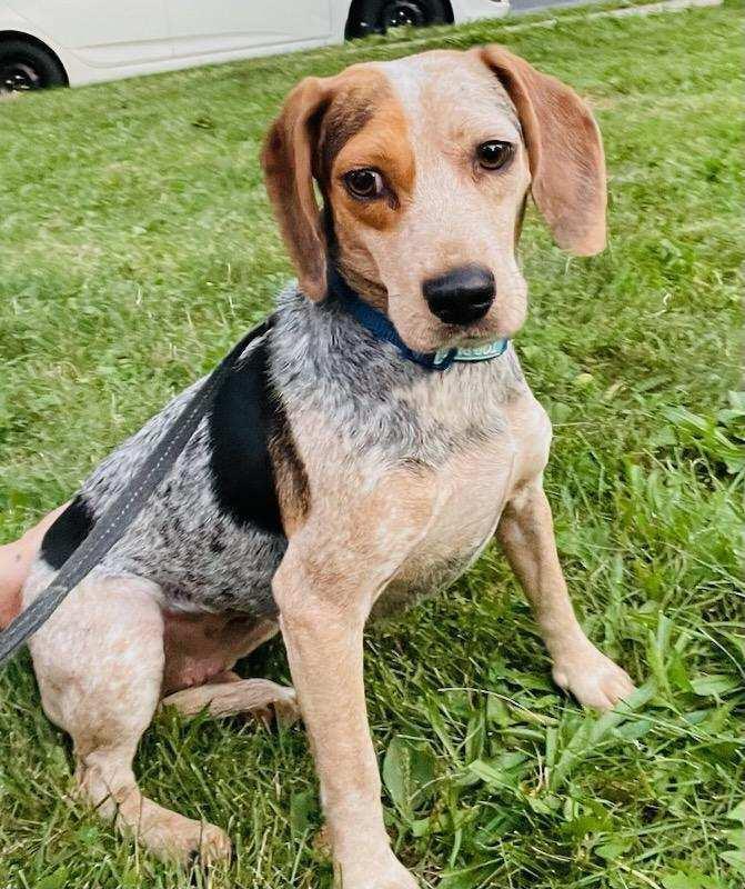 Scarlet, an adoptable Beagle Mix in Breinigsville, PA_image-1