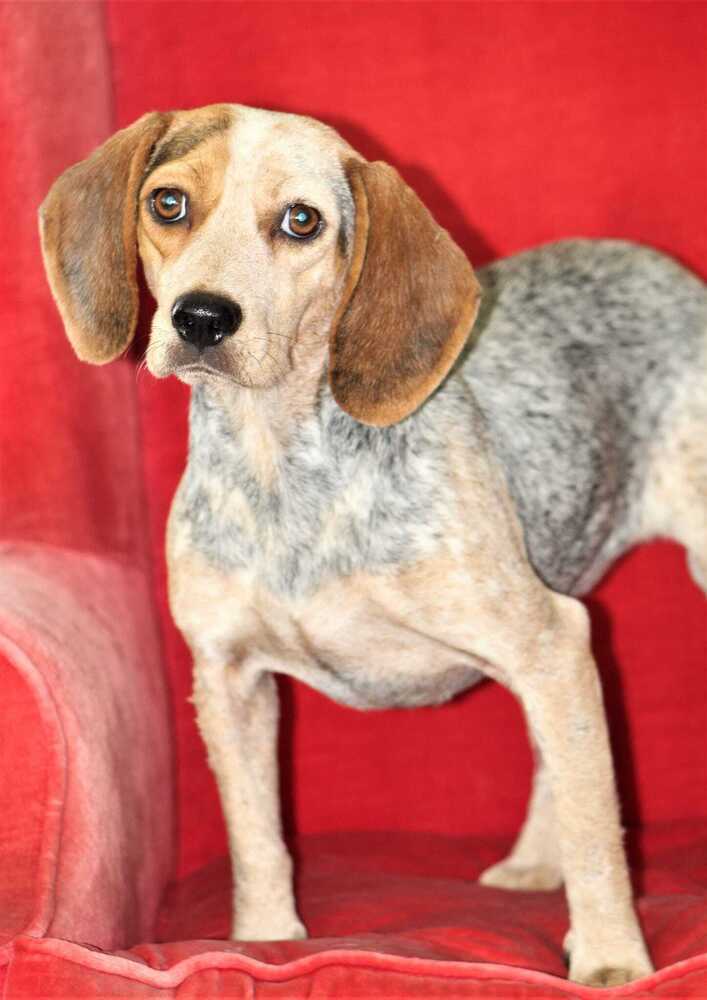Scarlet, an adoptable Beagle Mix in Breinigsville, PA_image-3
