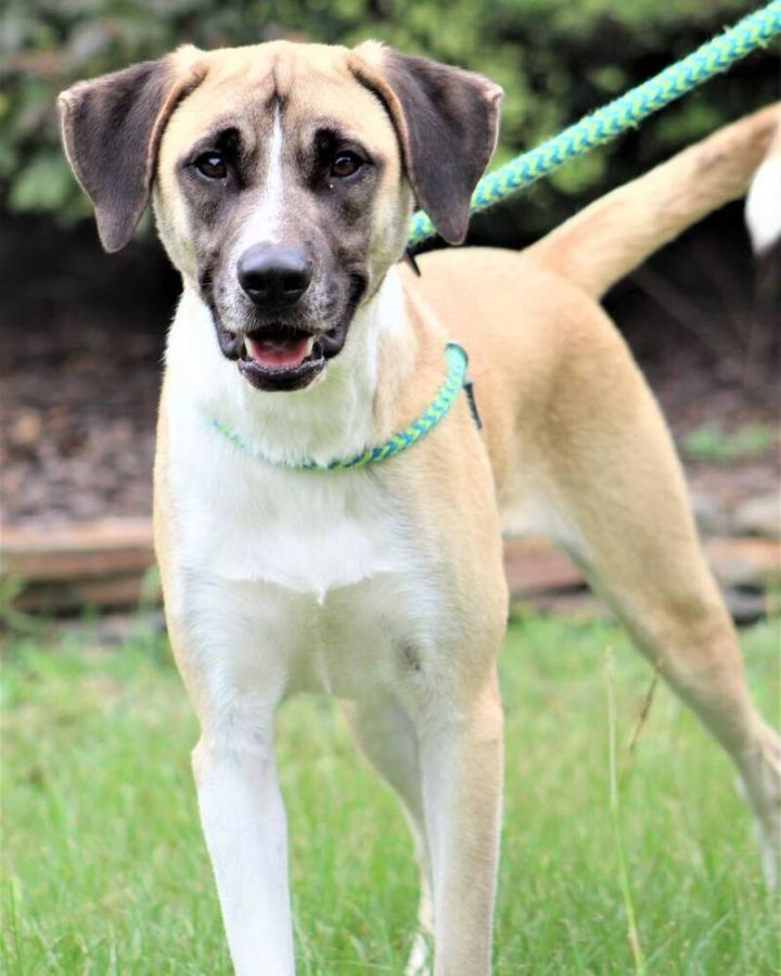Ferb, an adoptable Mixed Breed in Breinigsville, PA_image-2