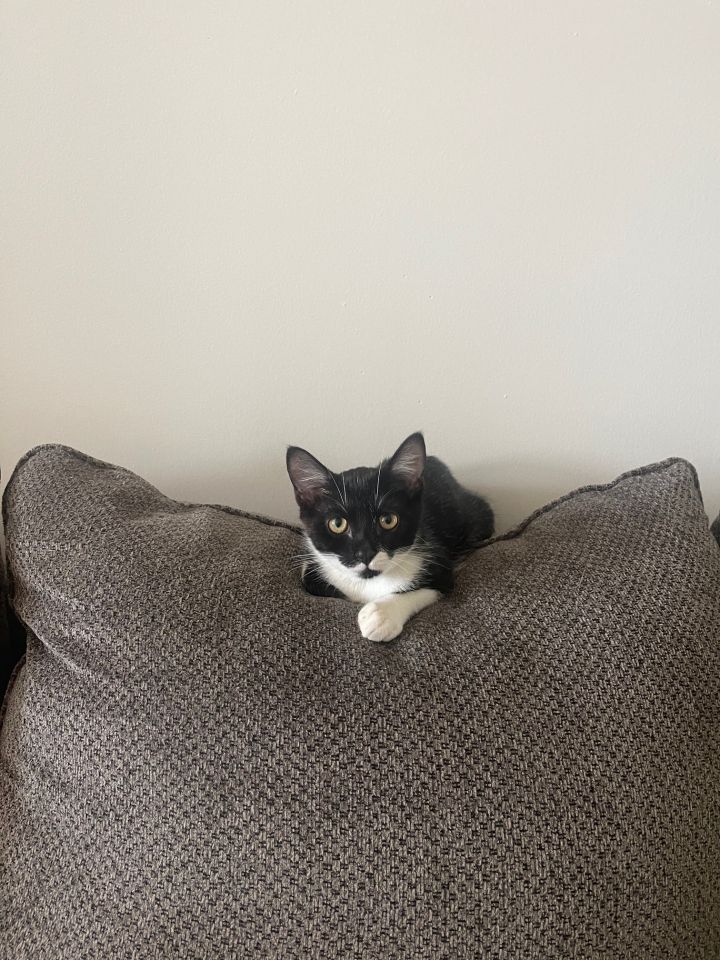 Jack 1