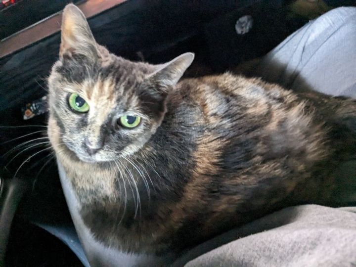 Cat for adoption Maple, a Domestic Short Hair in Crompond, NY Petfinder