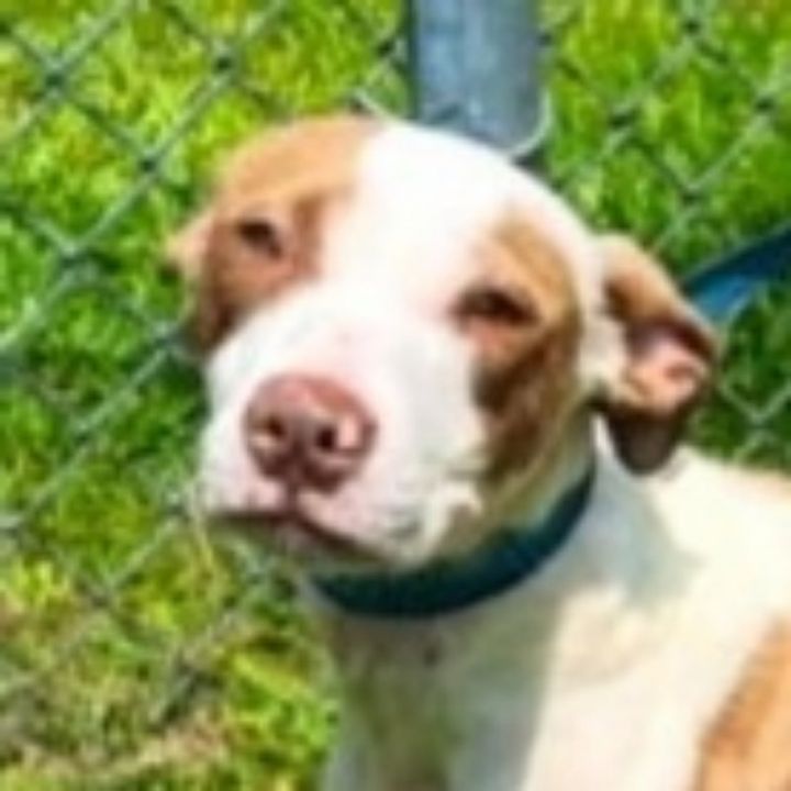 Mochi *Adopt or Foster*, an adoptable Pit Bull Terrier Mix in Fairfax, VA_image-1