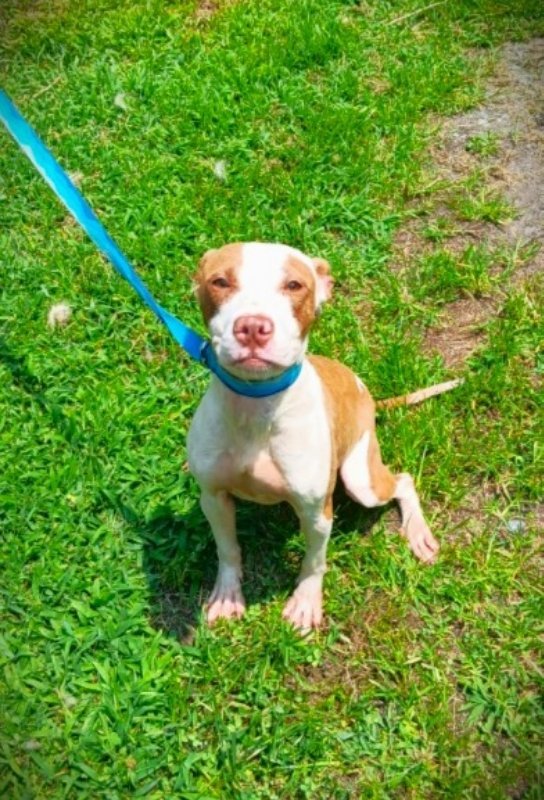 Mochi *Adopt or Foster*, an adoptable Pit Bull Terrier Mix in Fairfax, VA_image-3