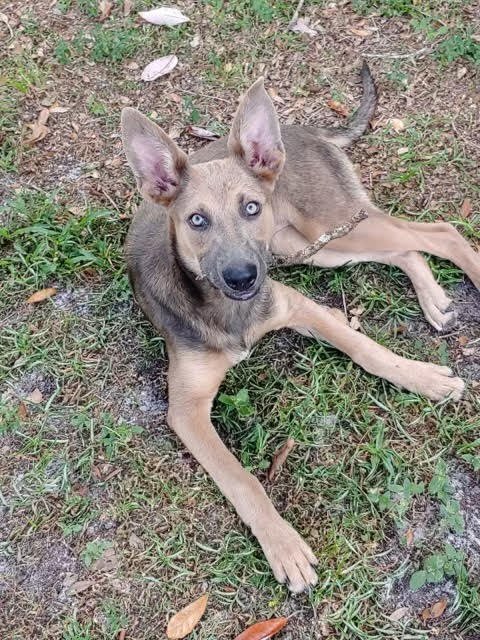 Heidi *FH*, an adoptable German Shepherd Dog & Belgian Shepherd / Malinois Mix in Sanford, FL_image-2