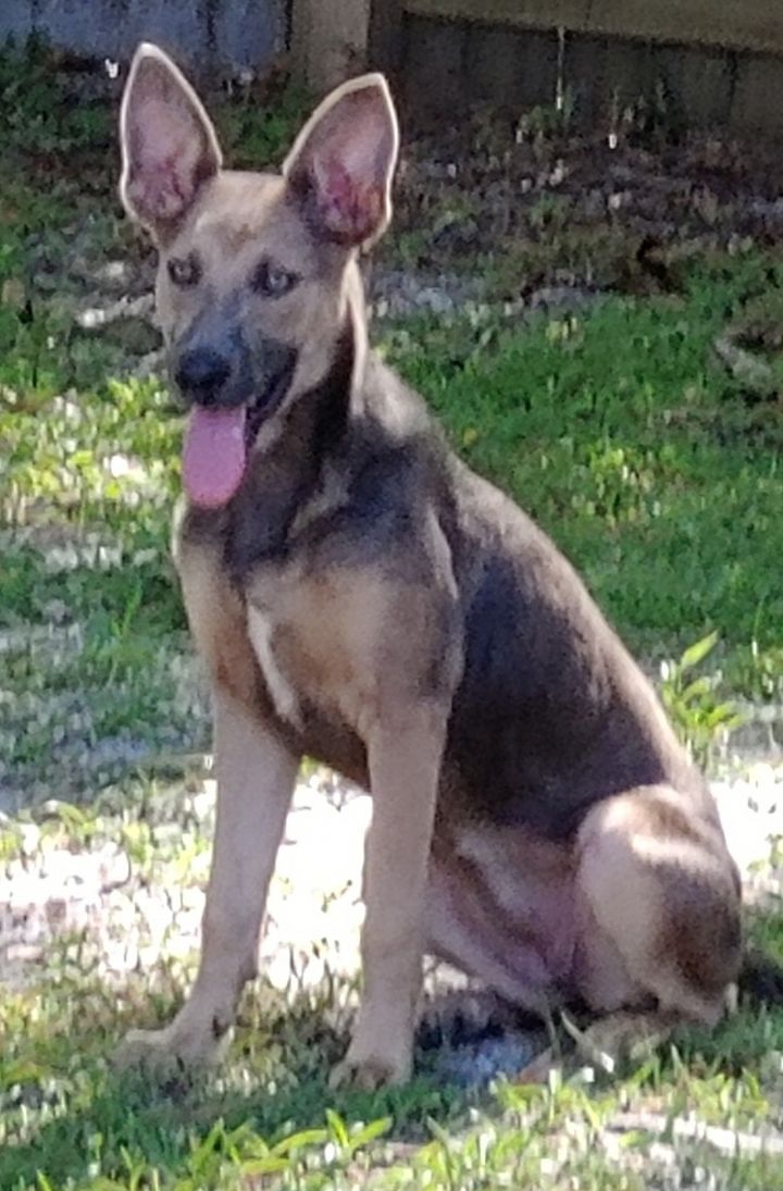 Heidi *FH*, an adoptable German Shepherd Dog & Belgian Shepherd / Malinois Mix in Sanford, FL_image-3