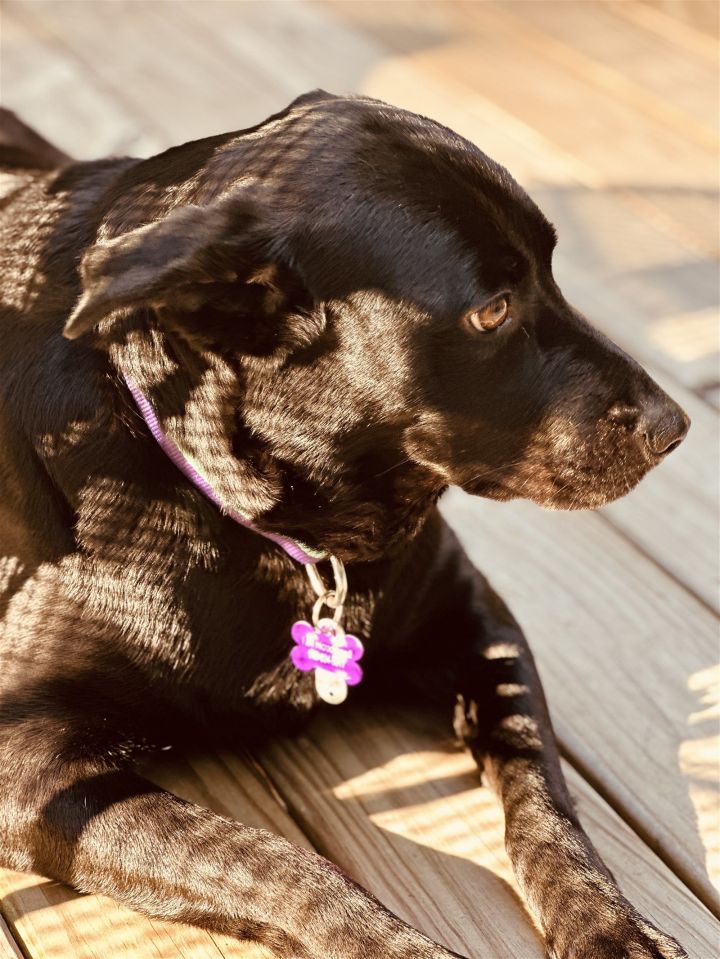 Bella Jean, an adoptable Black Labrador Retriever Mix in Garner, NC_image-2