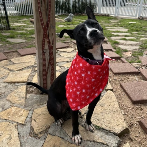 Poppy, an adoptable Black Labrador Retriever Mix in Galveston, TX_image-1