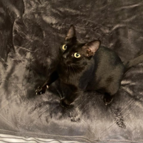 Slinky A-7588, an adoptable Domestic Short Hair in Lansing, MI_image-1