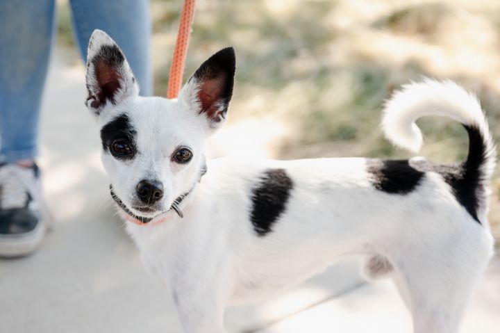 Jones, an adoptable Chihuahua in Chico, CA_image-1
