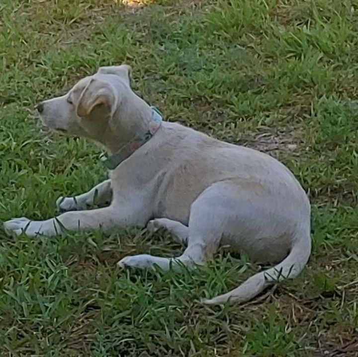 Spunky, an adoptable Labrador Retriever & Shepherd Mix in Alexandria, VA_image-4