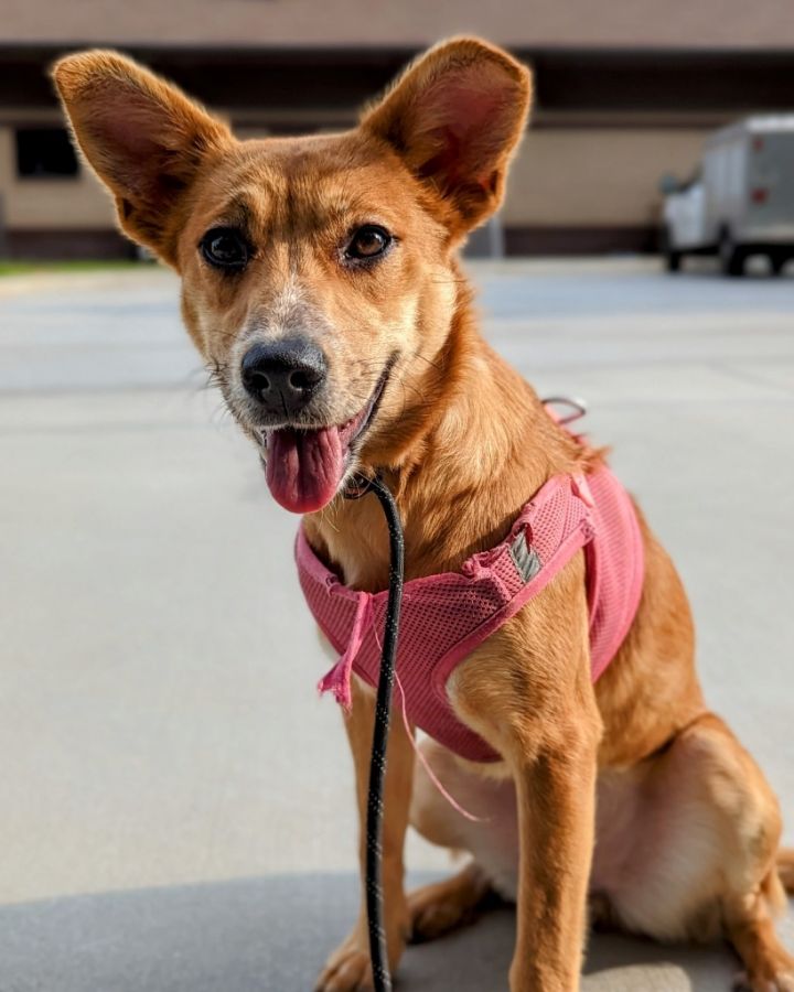Argentina, an adoptable Mixed Breed in Douglasville, GA_image-1