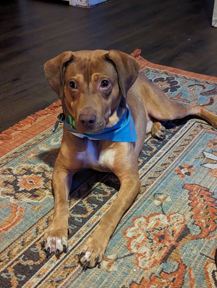 Bumper, an adoptable Pit Bull Terrier & Plott Hound Mix in Fayetteville, AR_image-1