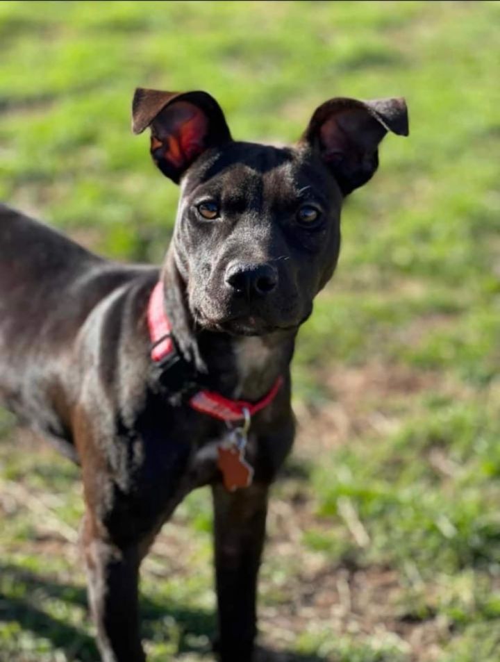 Lucy Lu, an adoptable Labrador Retriever & Terrier Mix in North Syracuse, NY_image-1
