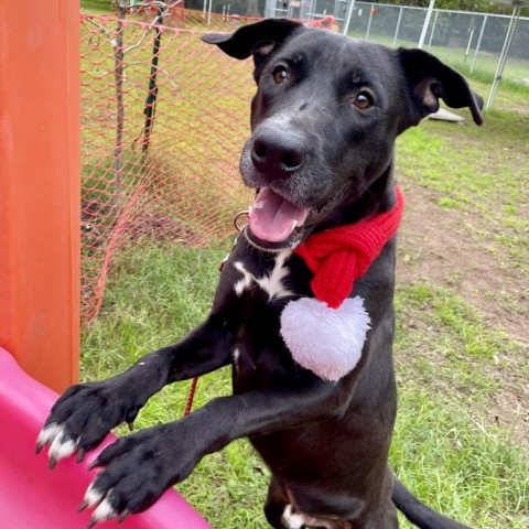Dingo, an adoptable Black Labrador Retriever Mix in Austin, TX_image-1