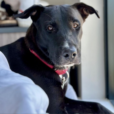 Dingo, an adoptable Black Labrador Retriever Mix in Austin, TX_image-5