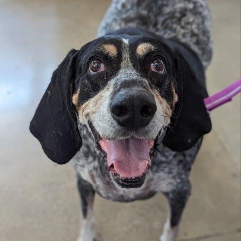 Jess, an adoptable Bluetick Coonhound in Newton, IA, 50208 | Photo Image 1