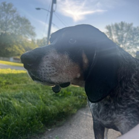 Jess, an adoptable Bluetick Coonhound in Newton, IA, 50208 | Photo Image 2