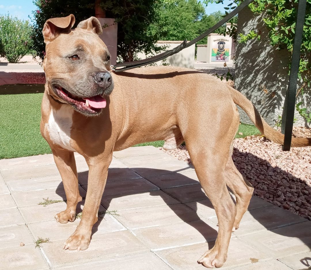 Lucas, an adoptable Boxer, American Bulldog in Payson, AZ, 85541 | Photo Image 2