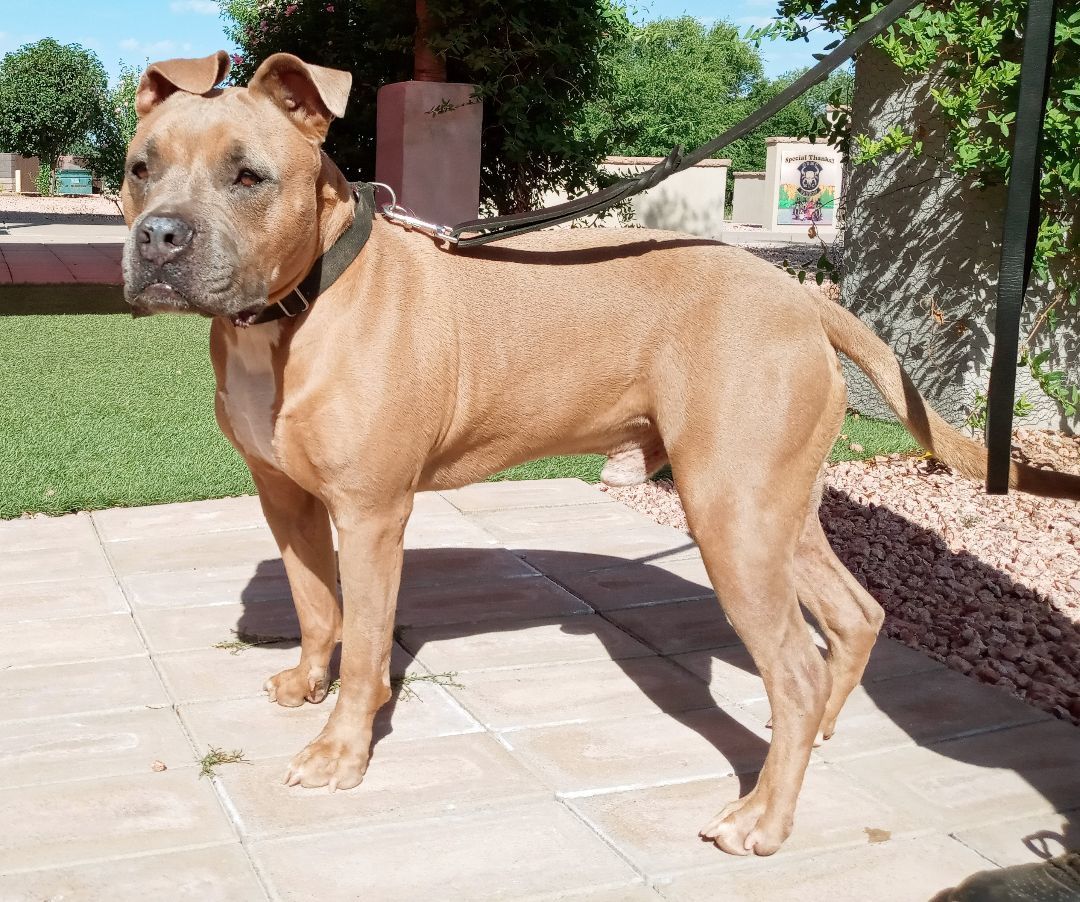 Lucas, an adoptable Boxer, American Bulldog in Payson, AZ, 85541 | Photo Image 1