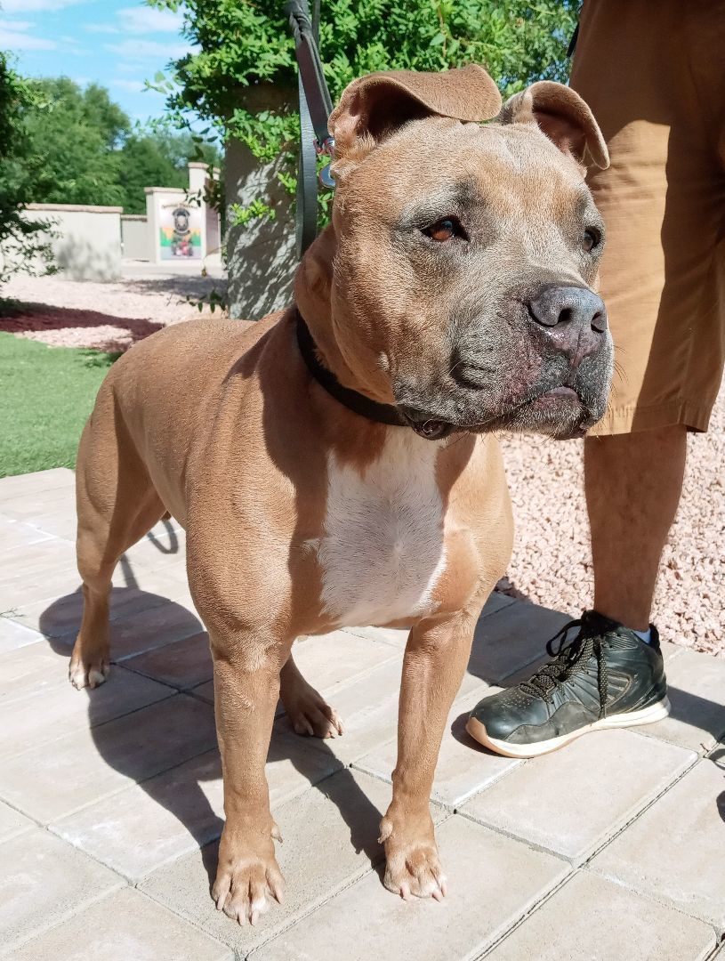 Lucas, an adoptable Boxer, American Bulldog in Payson, AZ, 85541 | Photo Image 3