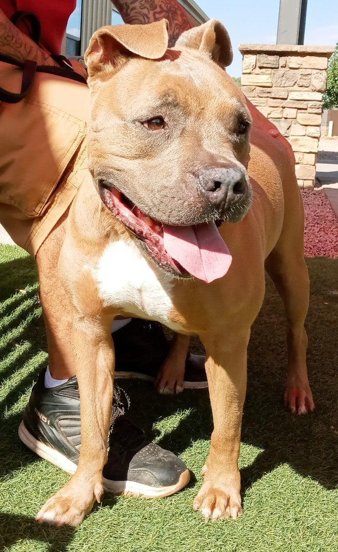 Lucas, an adoptable Boxer, American Bulldog in Payson, AZ, 85541 | Photo Image 5