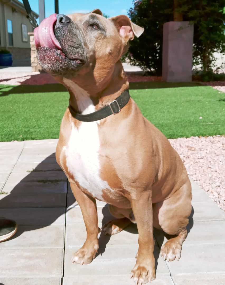 Lucas, an adoptable Boxer, American Bulldog in Payson, AZ, 85541 | Photo Image 6