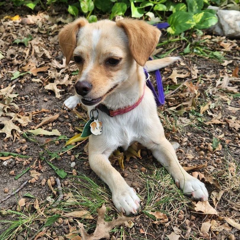 Dog for adoption - Molly, a Chihuahua & Terrier Mix in Wichita, KS ...