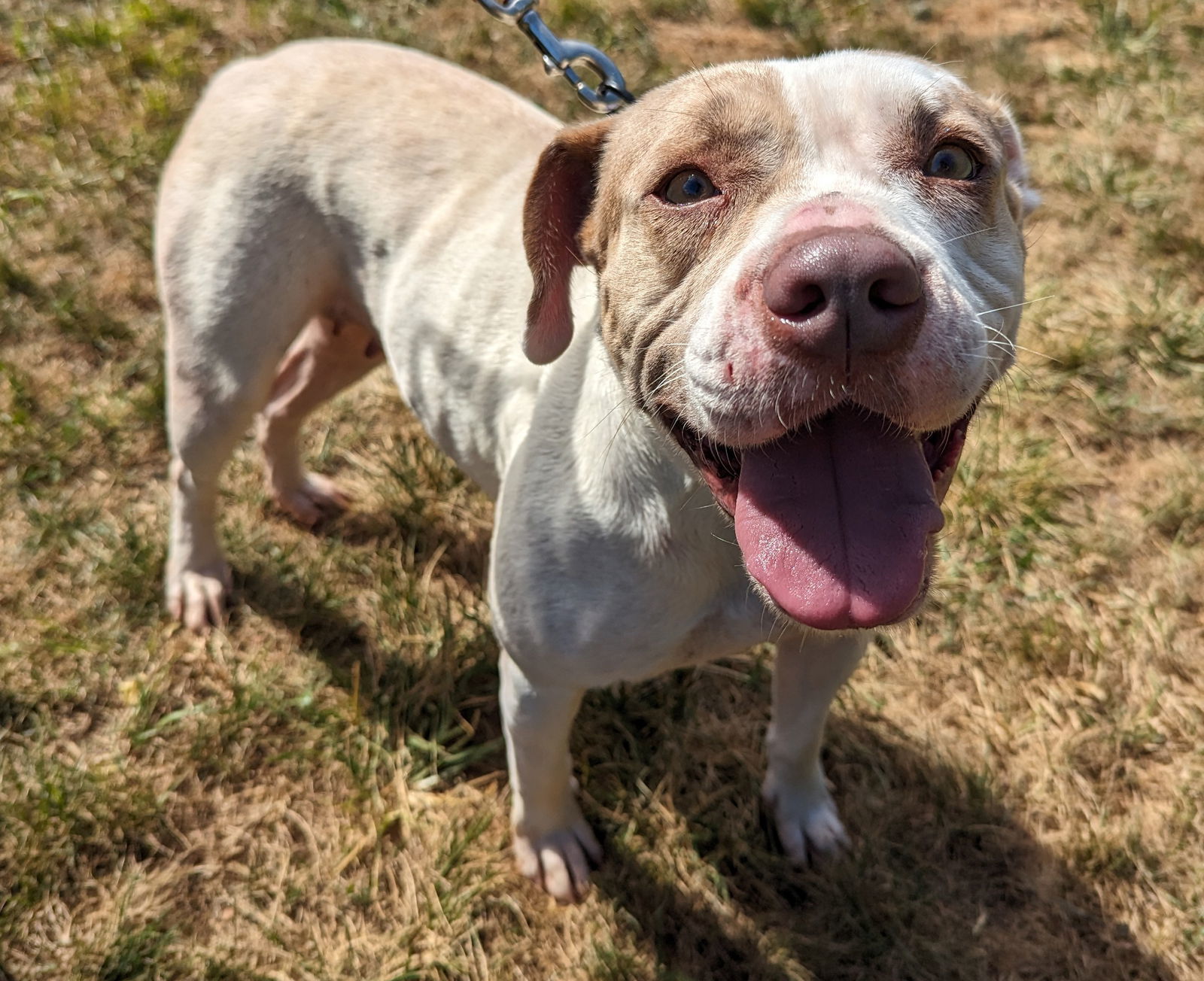 Camina, an adoptable Pit Bull Terrier in New Castle, DE, 19720 | Photo Image 3