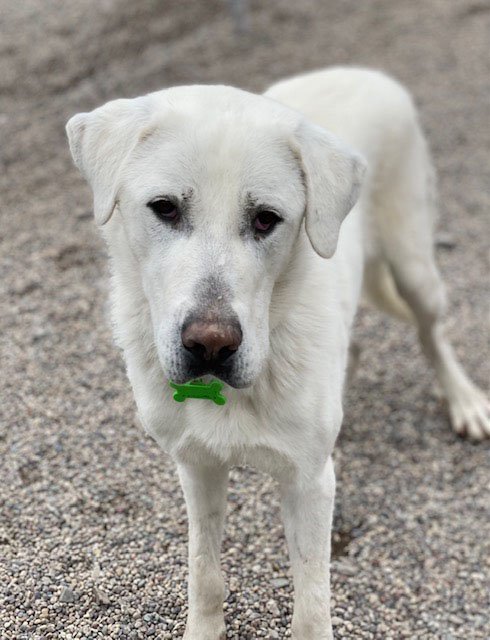 Jasper, an adoptable Akbash, Great Pyrenees in Hamilton, MT, 59840 | Photo Image 2
