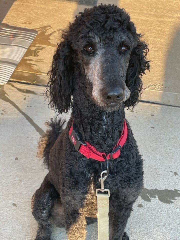 Roman, an adoptable Standard Poodle in South Charleston, OH_image-1