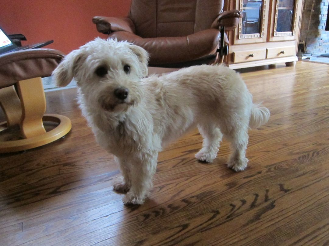 Bella, an adoptable Cockapoo in Etobicoke, ON, M8Z 4L5 | Photo Image 4
