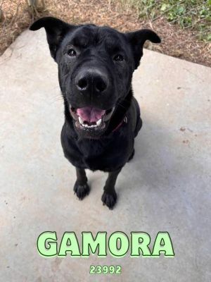 Hi My name is Gamora and Id love to meet you today Im a Sharpei mix who loves to run